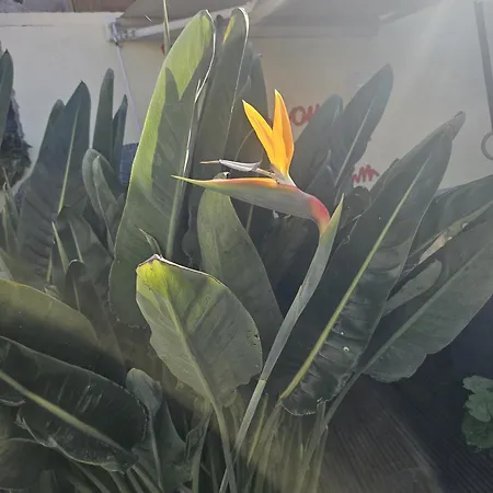 Apartman Casadellanna *